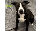 Adopt Barbie a American Staffordshire Terrier