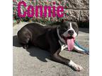 Adopt Connie a Pit Bull Terrier