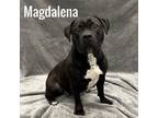 Adopt Magdalena a Pit Bull Terrier