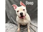 Adopt Boop a Pit Bull Terrier
