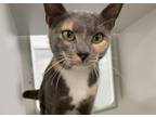 Adopt Olympia a Domestic Short Hair