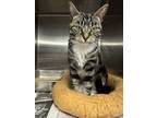 Adopt Calypso a Domestic Short Hair