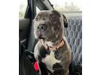 Adopt Squishy a Pit Bull Terrier