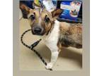 Adopt Sondra D. a Toy Fox Terrier, Jack Russell Terrier