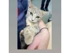 Adopt Ingrid a Domestic Short Hair, Tabby