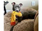 Adopt Evie!!!! a American Staffordshire Terrier, Boxer
