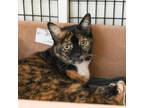 Adopt Maggie a Domestic Short Hair