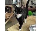 Adopt Molly a American Shorthair