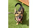 Adopt SWEETROYAL a German Shepherd Dog, Basset Hound