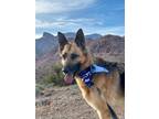 Adopt SHARON a German Shepherd Dog