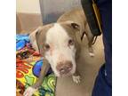 Adopt Avory a Pit Bull Terrier, Mixed Breed
