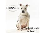 Adopt Denver a Mixed Breed