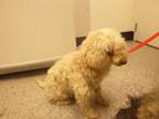 Adopt PRINCESS a Poodle, Mixed Breed