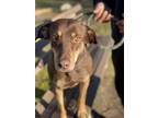 Adopt Damiana a Doberman Pinscher