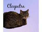 Adopt Cleopatra a Domestic Short Hair
