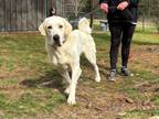Adopt Daisy Mae a Great Pyrenees, Great Dane