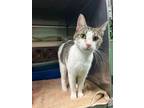 Adopt Caseon a Domestic Short Hair