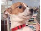 Adopt Topsie a Jack Russell Terrier