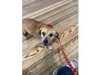 Adopt Shelly a Dachshund