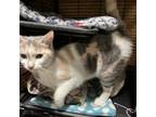 Adopt Bailey (bonded with Bennett) a Domestic Short Hair