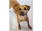 Adopt Parker a Mixed Breed