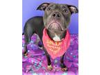 Adopt Buggie a Mixed Breed