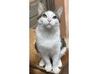 Adopt Lindy a Domestic Short Hair