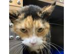 Adopt Foxy a Domestic Short Hair