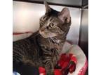 Adopt Amber a Domestic Short Hair