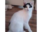 Adopt Celine a Domestic Short Hair