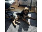 Adopt Kori a Beagle