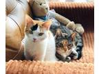 Adopt Summer and Sparkle, two sweet quirky girls! a Calico