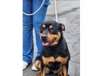 Adopt Brandy a Rottweiler