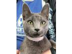 Adopt SYLVIE a Domestic Short Hair