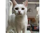 Adopt Angel a Domestic Short Hair