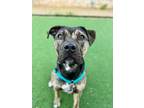 Adopt Maeve a Mastiff, Mixed Breed