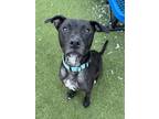 Adopt Stella a American Staffordshire Terrier, Mixed Breed
