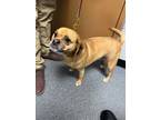 Adopt ZOEY a Pug, Beagle