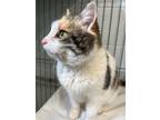 Adopt Wendy a Domestic Short Hair