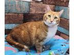 Adopt Cassidy a Domestic Short Hair