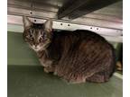 Adopt Daffodil a Domestic Short Hair