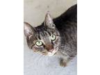 Adopt Pollen a Domestic Short Hair