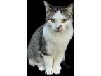 Adopt Georgie a Tabby, Domestic Short Hair