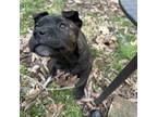 Adopt Pixie a Pit Bull Terrier