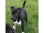 Adopt Aura a Pit Bull Terrier