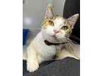 Adopt Belle a Domestic Short Hair