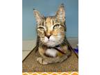 Adopt Patches a Domestic Short Hair