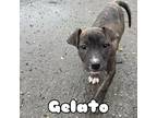 Adopt Gelato a Pit Bull Terrier, Mixed Breed