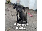 Adopt Funnel Cake a Pit Bull Terrier, Mixed Breed