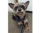 Adopt Tracy a Yorkshire Terrier